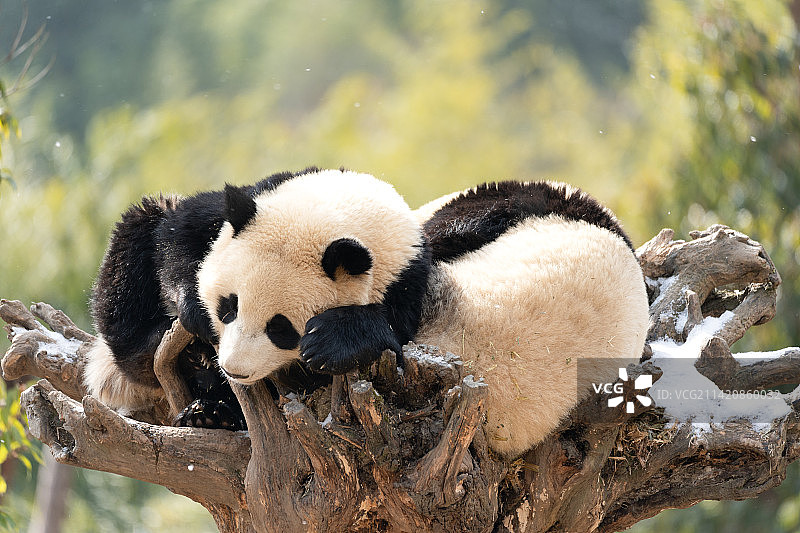 四川卧龙保护区熊猫图片素材