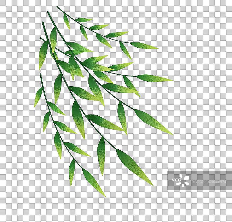 春天柳叶插画元素图片素材