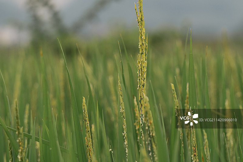 稻花香图片素材