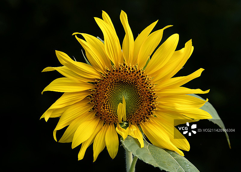 向日葵图片素材