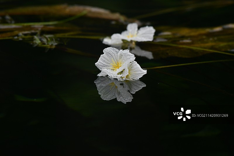 水性杨花图片素材