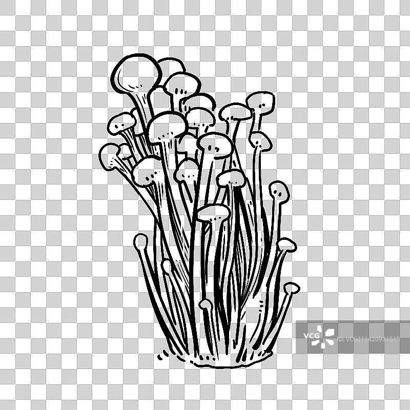 线条风金针菇元素插画图片素材