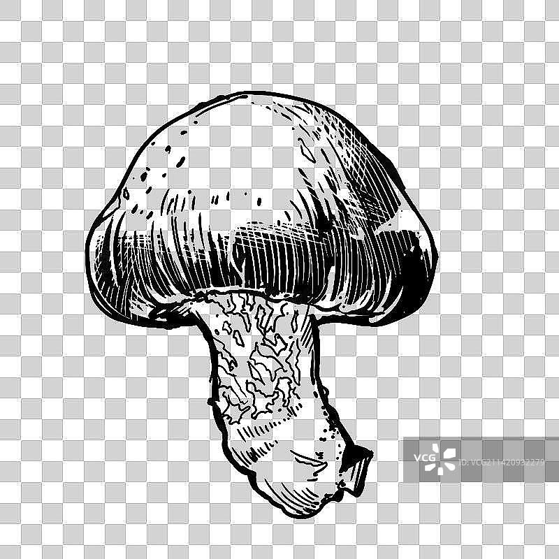 线条风松茸插画元素图片素材
