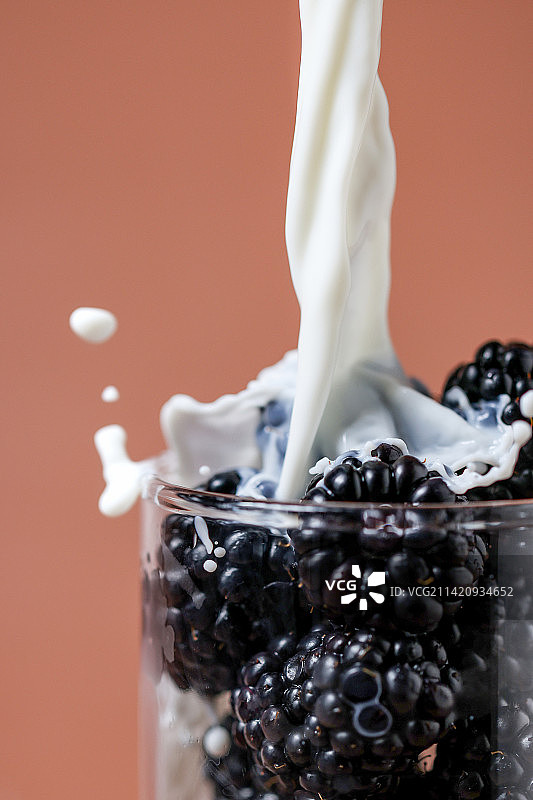 黑树莓图片素材