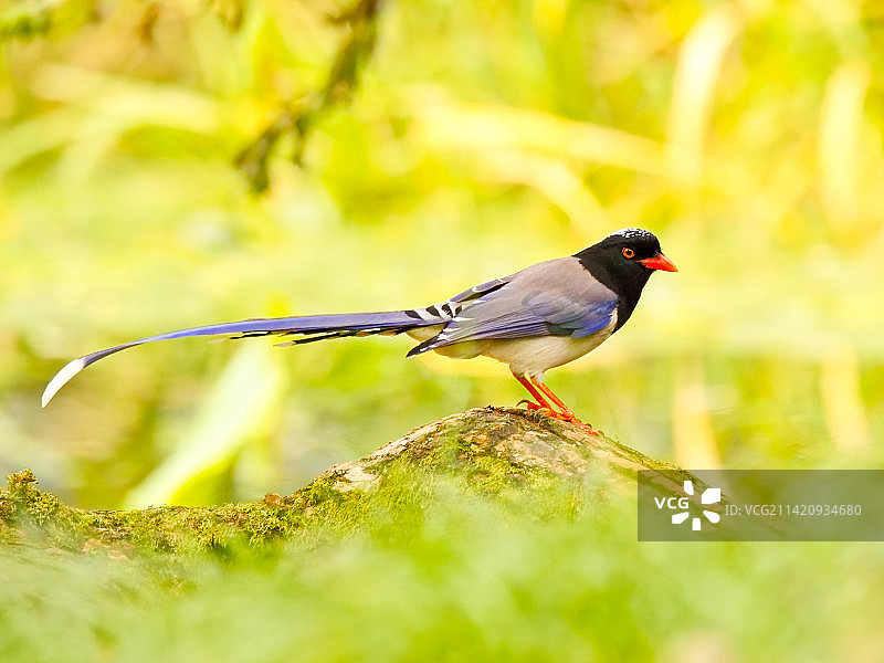 红嘴蓝鹊图片素材
