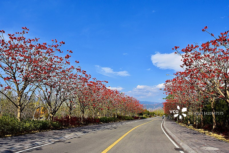 西昌刺桐花路图片素材