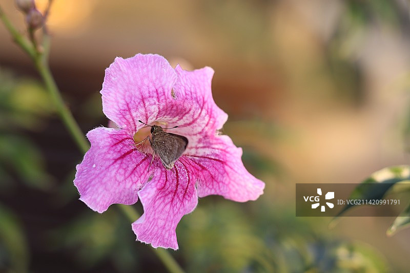 嗅春光图片素材