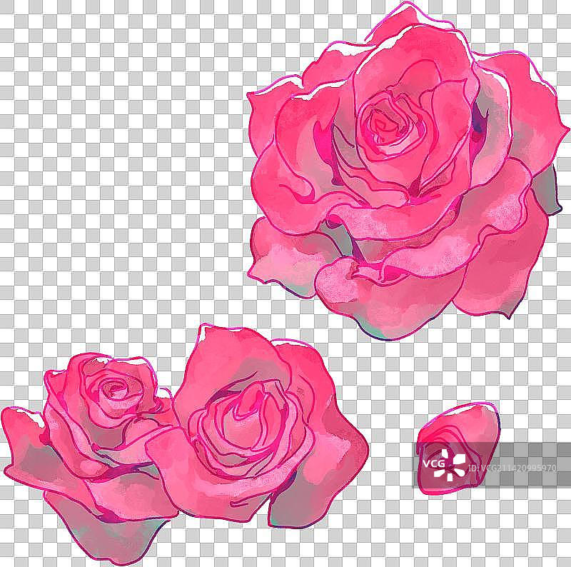 玫粉色手绘蔷薇花图片素材