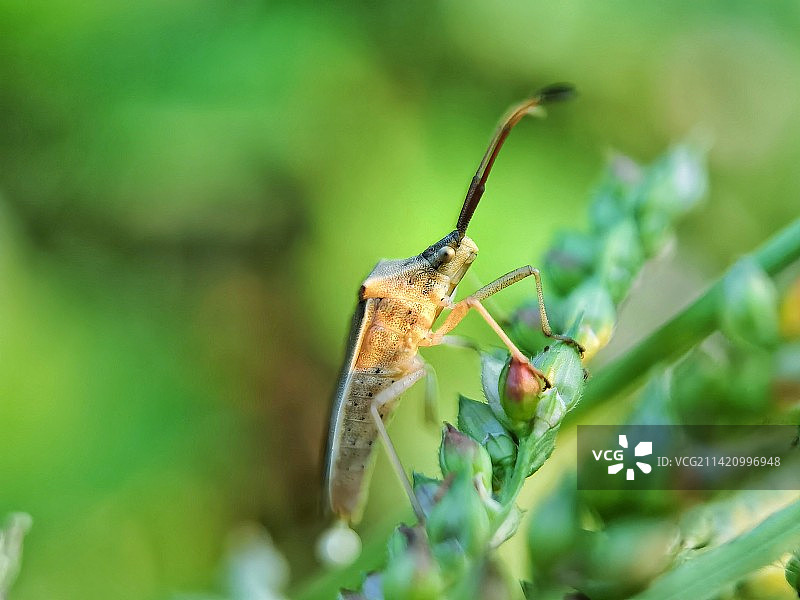 晨光中的蝽之特写图片素材