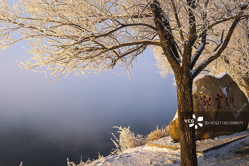 早晨树上白色的雾凇图片素材