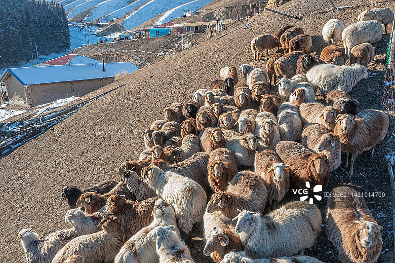 新疆 天山山脉 冬季牧场羊群图片素材