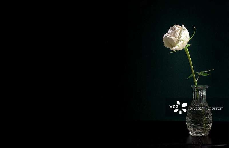 黑色背景的花瓶和花朵图片素材