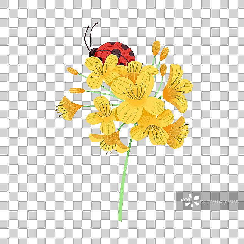 初春夏季瓢虫可爱素材图片素材