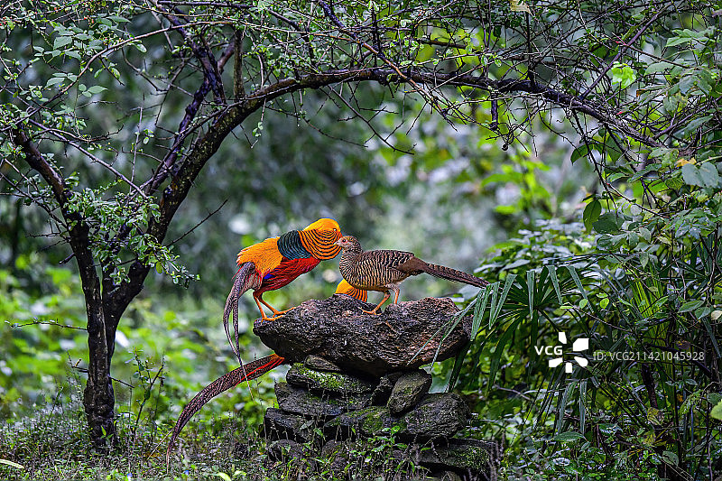 红腹锦鸡求偶图片素材