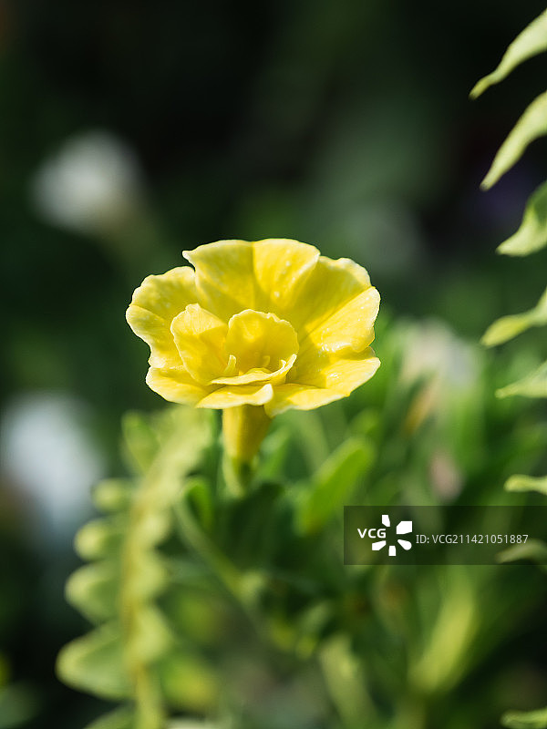 春天的色彩-云台花园图片素材