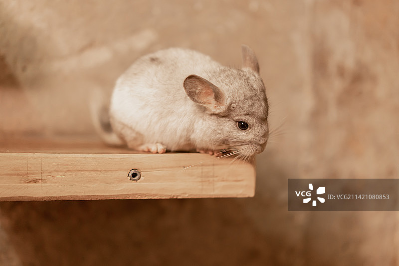 一只白色龙猫图片素材