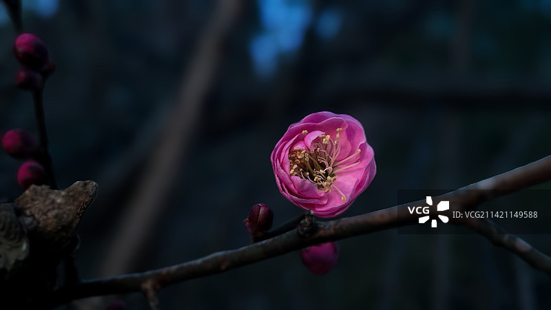 癸卯年正月初六·梅花初开图片素材