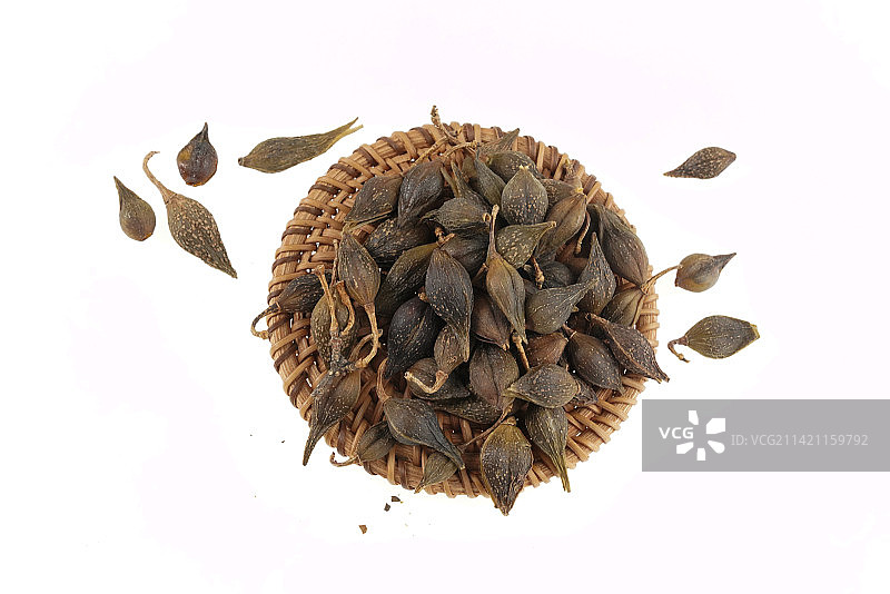 中药材连翘图片素材