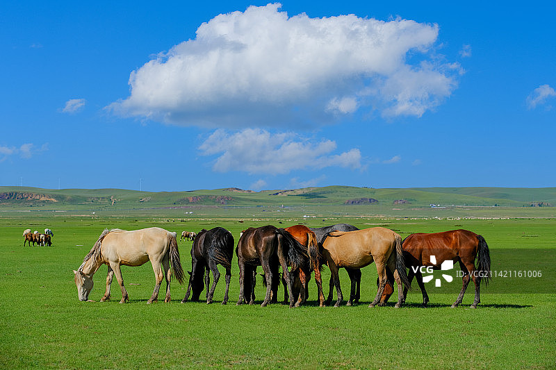 中国内蒙古克什克腾旗贡格尔草原风情图片素材