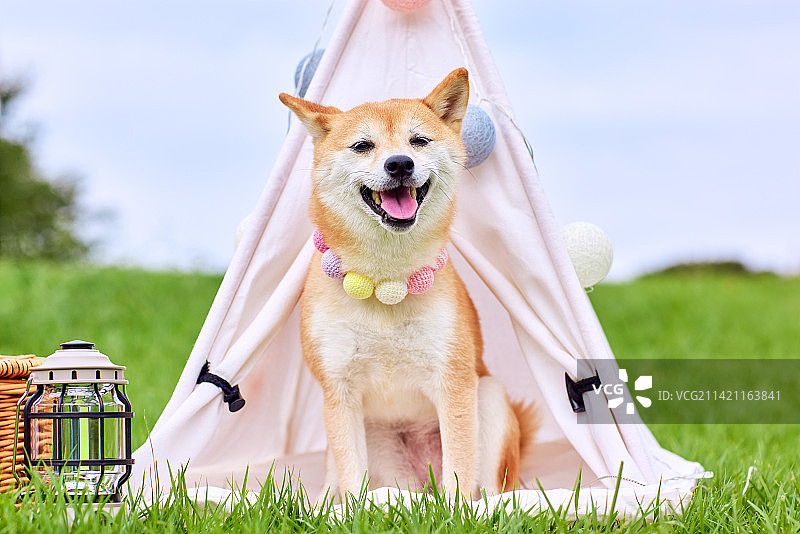 绿草地上的柴犬图片素材