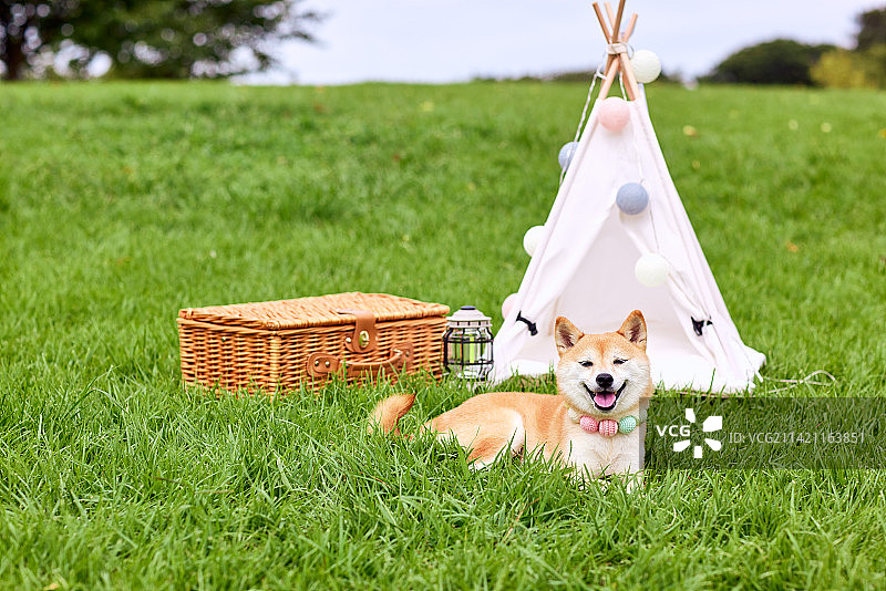 绿草地上的柴犬图片素材