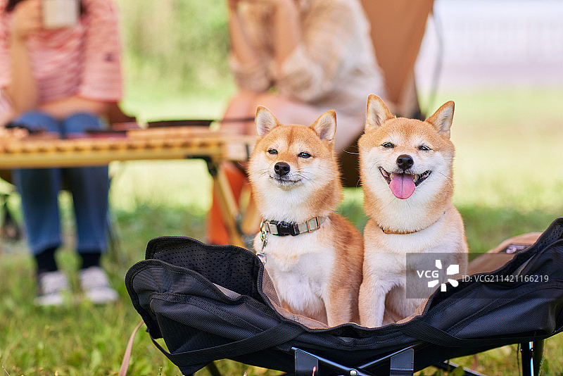 在露营地与狗玩耍的年轻日本女性图片素材