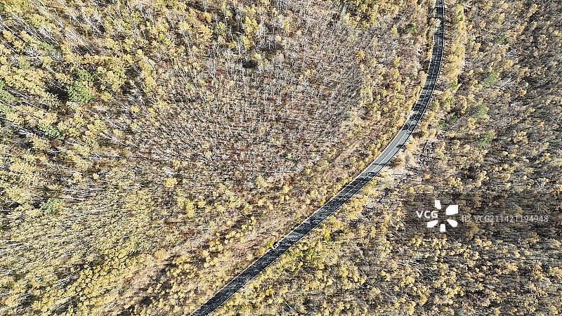 阳光下航拍深秋的大兴安岭白桦林图片素材