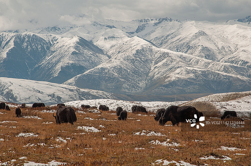 雪山下的牦牛图片素材