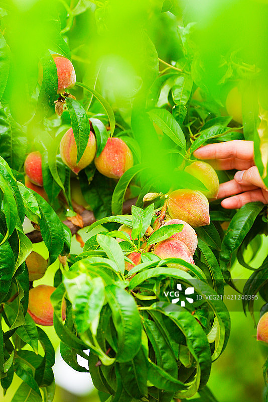 桃子桃树图片素材