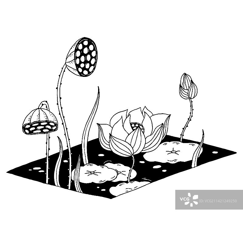 钢笔画池塘里的荷花和荷叶图片素材