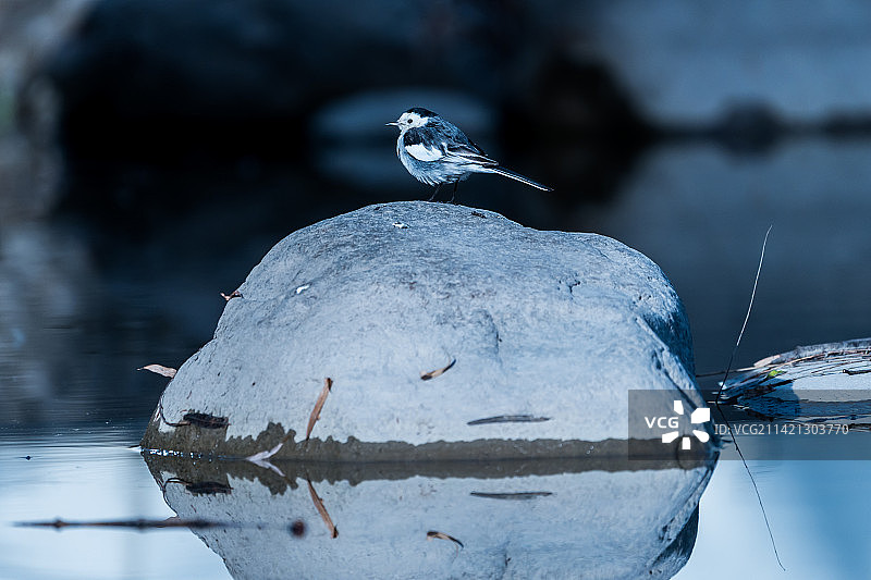 孤石上的白鹡鸰图片素材