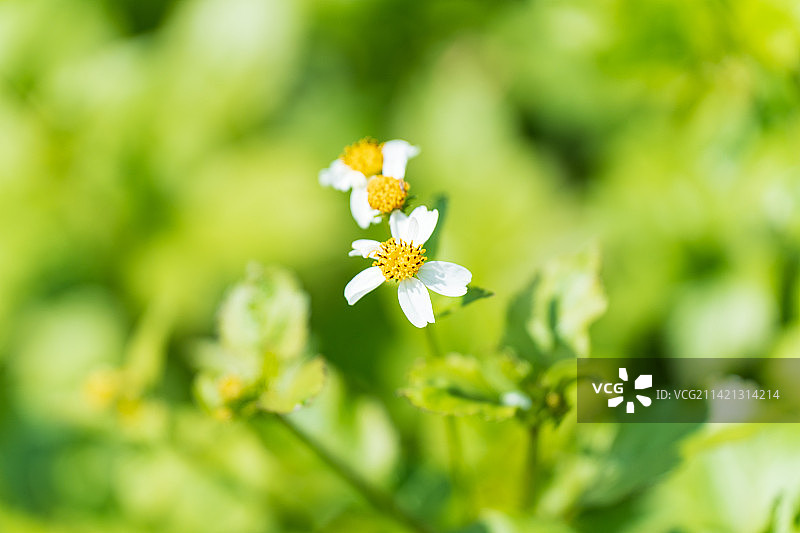 绿色植物小黄花图片素材
