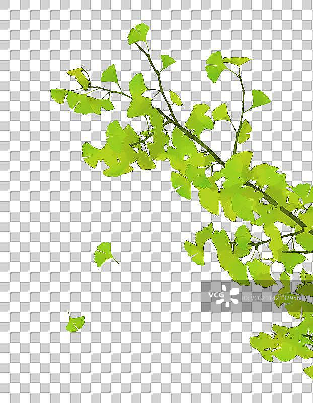 绿色春天银杏叶素材图片素材