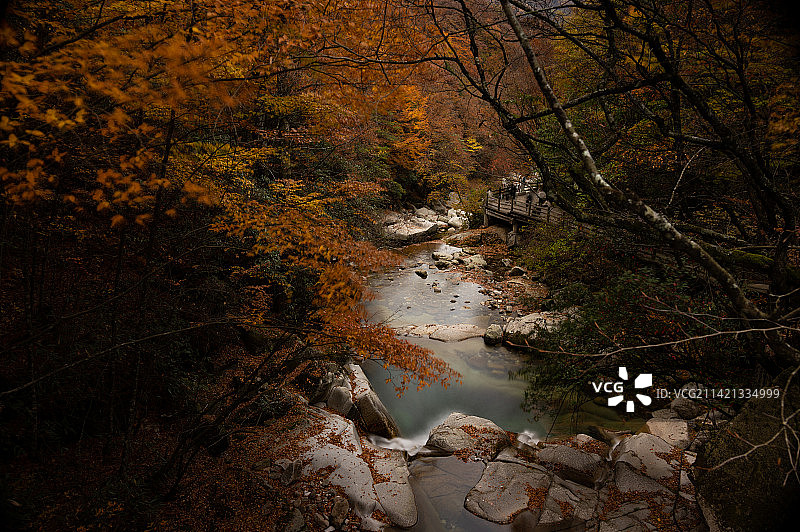 光雾山｜秋天森林里的树木图片素材