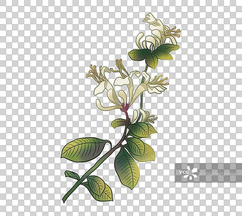 金银花图片素材