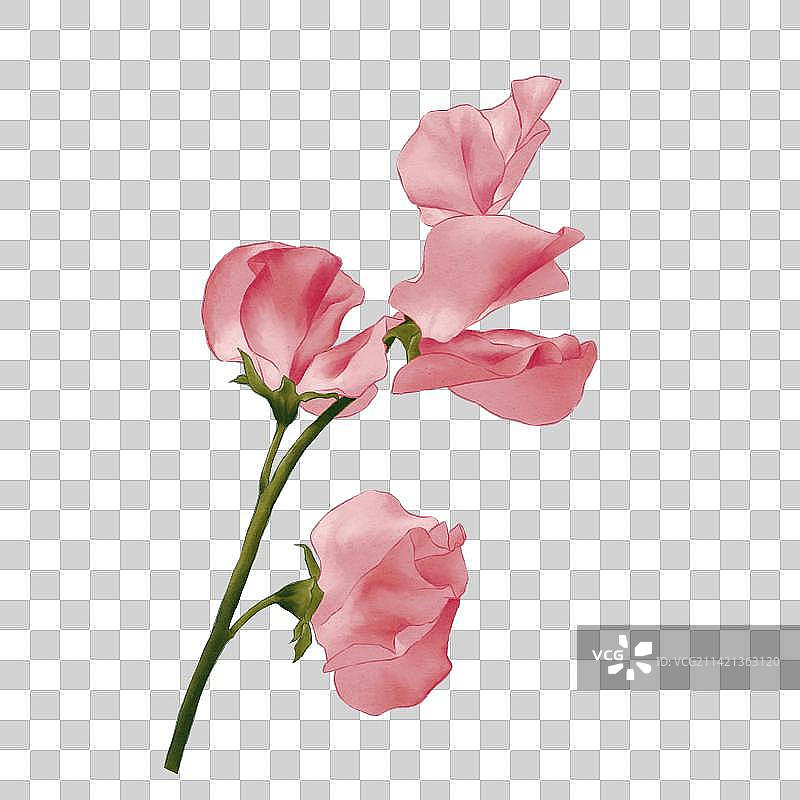 香豌豆图片素材