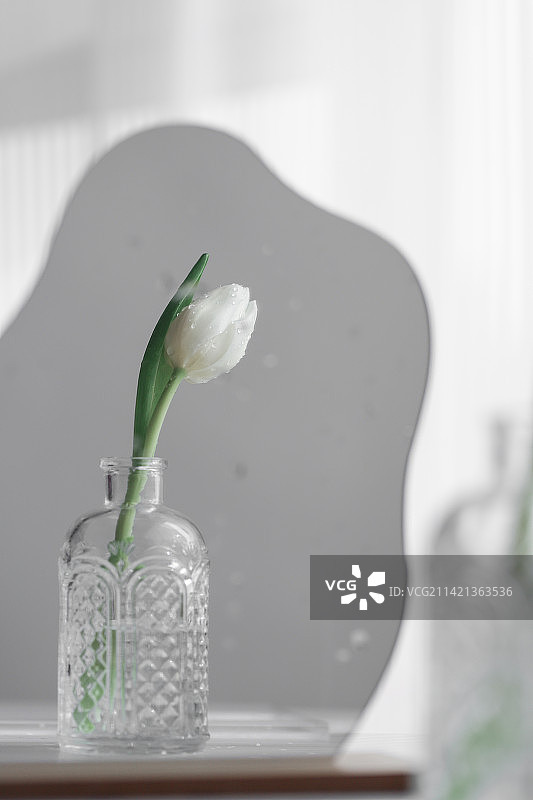 郁金香图片素材