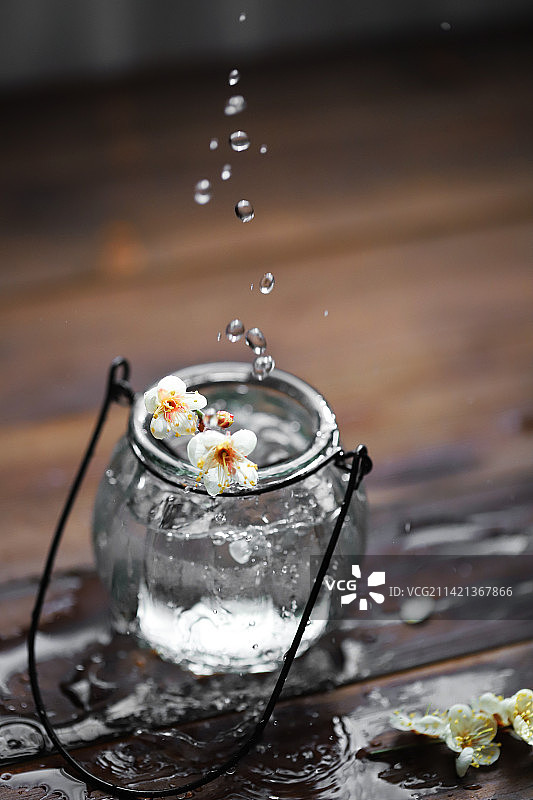 白梅花图片素材