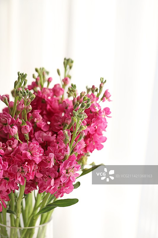 紫罗兰图片素材