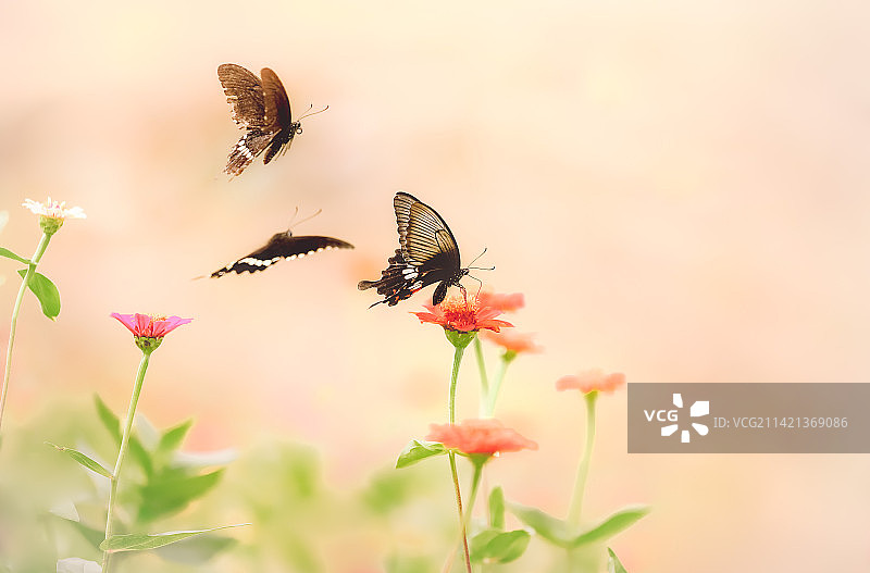 玉带凤蝶butterfly图片素材