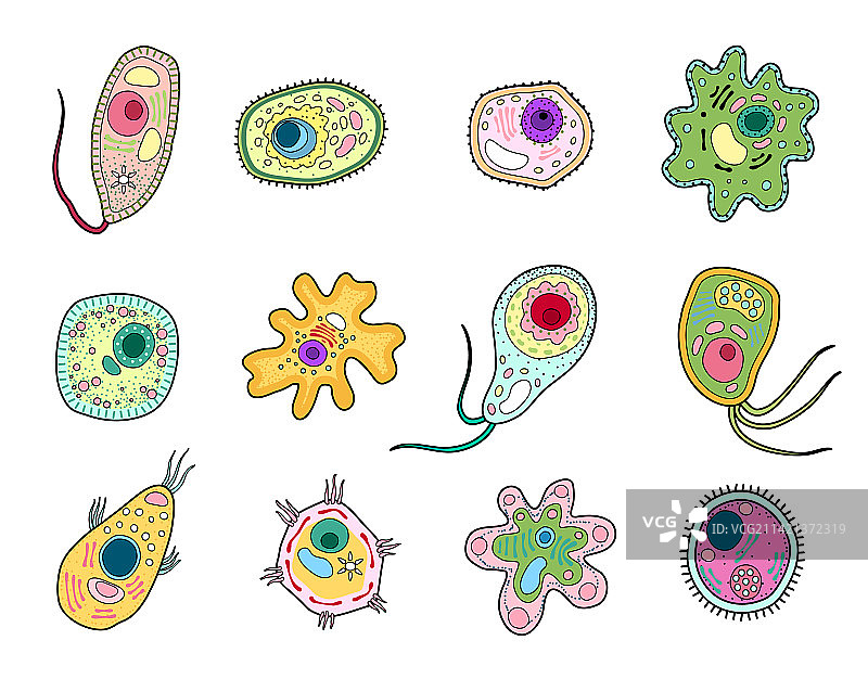 原生生物或变形虫微生物细胞图片素材