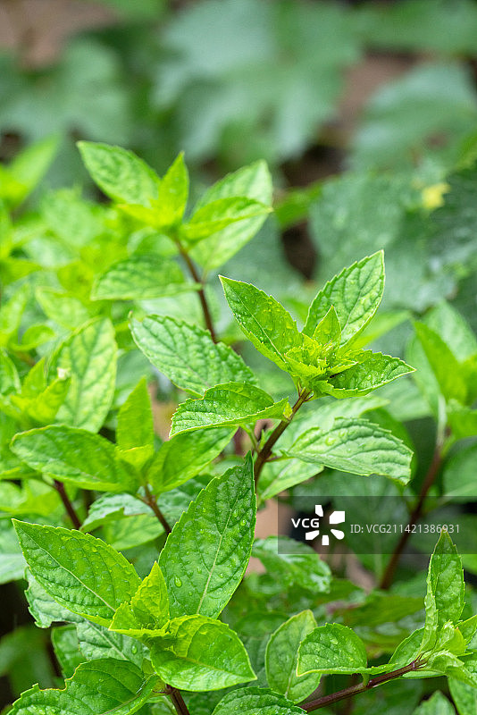 薄荷叶子图片素材