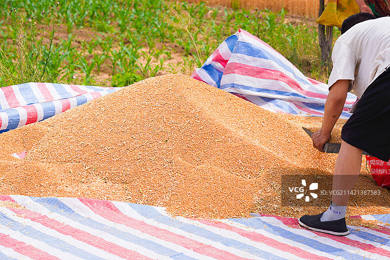 晒麦子图片素材