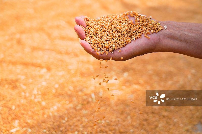 晒麦子图片素材