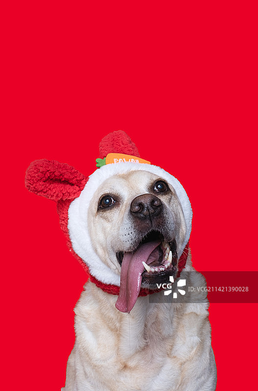 新春宠物摄影图片素材