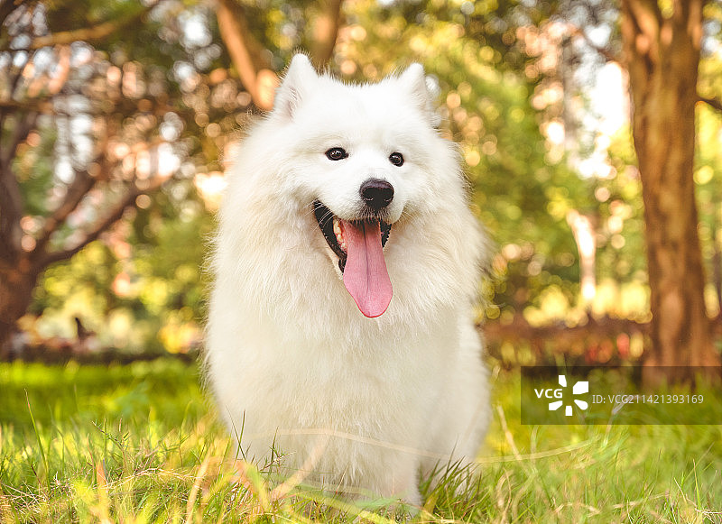 秋景中的萨摩耶图片素材