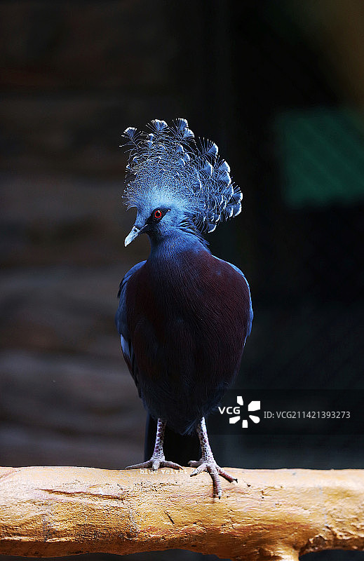 蓝凤冠鸠图片素材