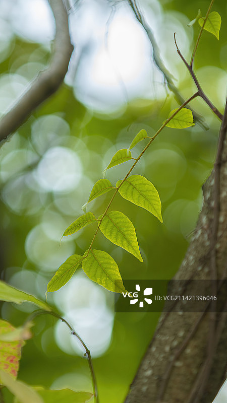 竖构图拍摄森林中一串叶脉清晰的叶子图片素材