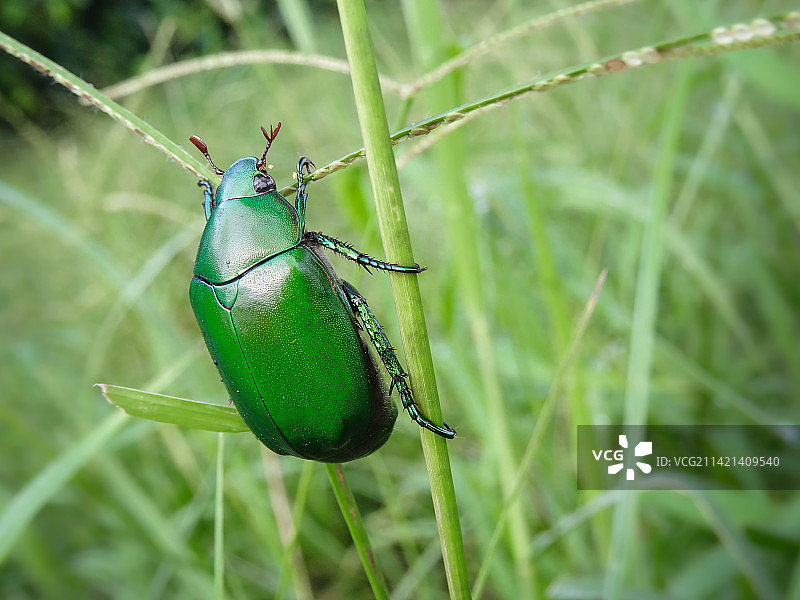 硬壳虫图片素材
