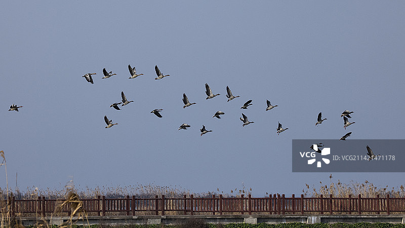 群飞的灰雁图片素材